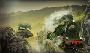 rhino watching a steam train