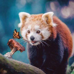 red_panda